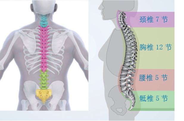 世界脊柱健康日丨关爱脊柱呵护健康(图1)